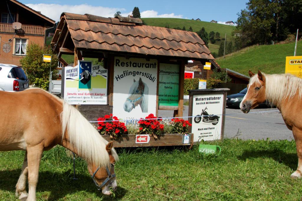 Haflingerhof Fruhboden Villa Egg Buitenkant foto